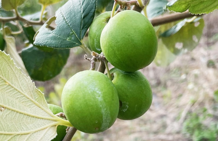 インドナツメ「宮古エメラルド」